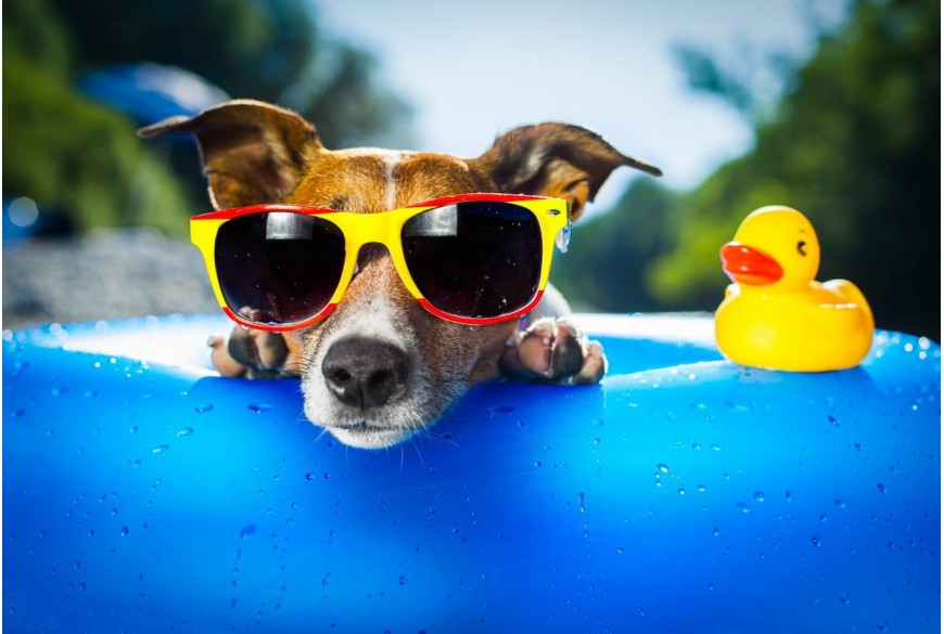 Kaip apsaugoti šunį karštą vasaros dieną